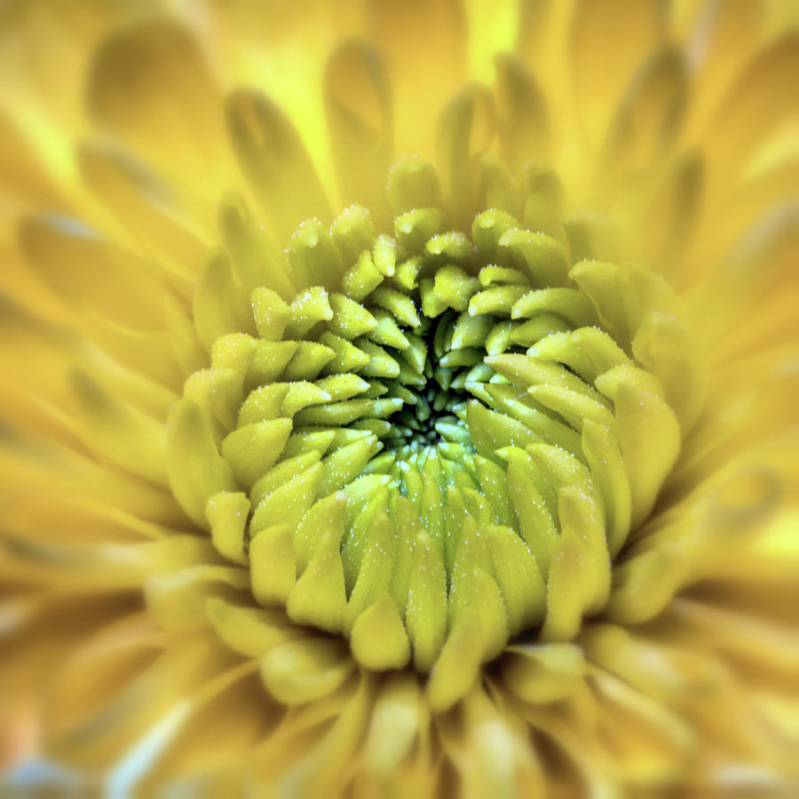 Yellow Flower 3 Photograph by Michael Demagall