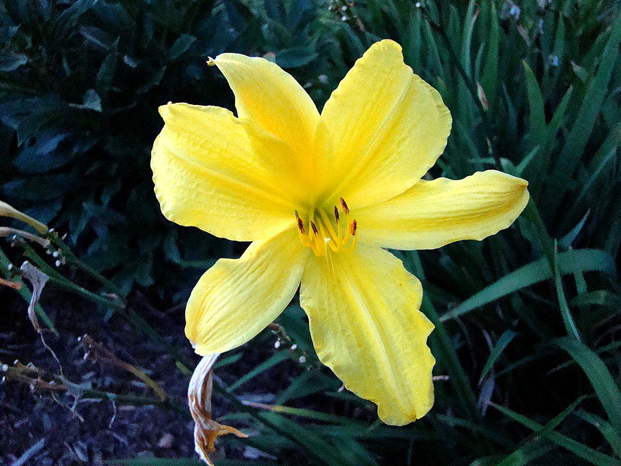 Yellow Flower 3 Photograph by Todd Zabel