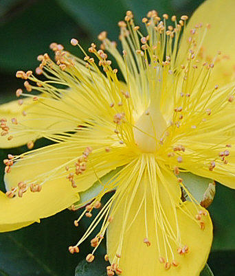 Yellow Flower 4 Photograph by Barbara J Blaisdell