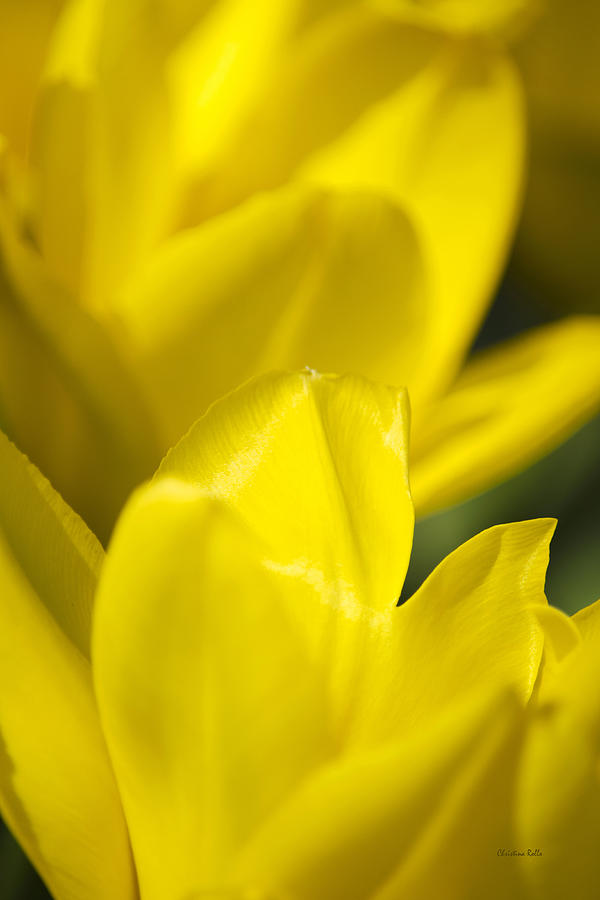 Yellow Flowers Abstract Photograph by Christina Rollo