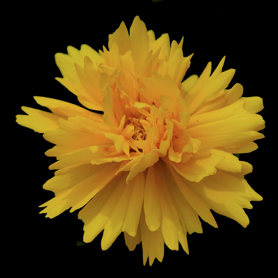 Flowers Still Life Photograph - Yellow Flower against Black Background by Philip Ralley