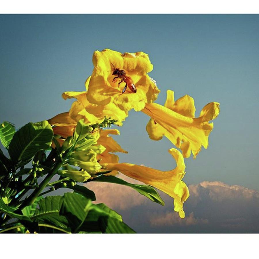 Nature Photograph - Yellow Flower And Blue Sky  by Marvin Reinhart