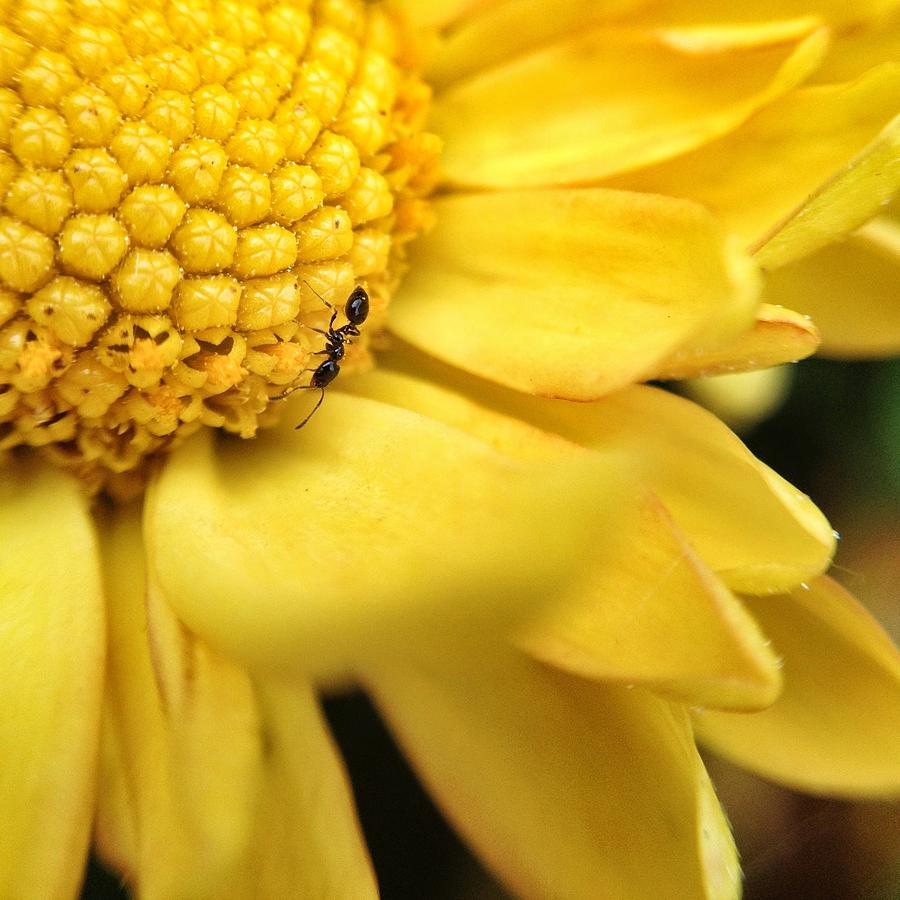 Yellow flower ant Macro Photograph by Andrew Rhine