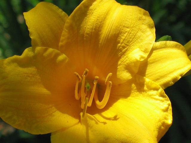 Yellow Flower 2 Photograph by Barbara J Blaisdell