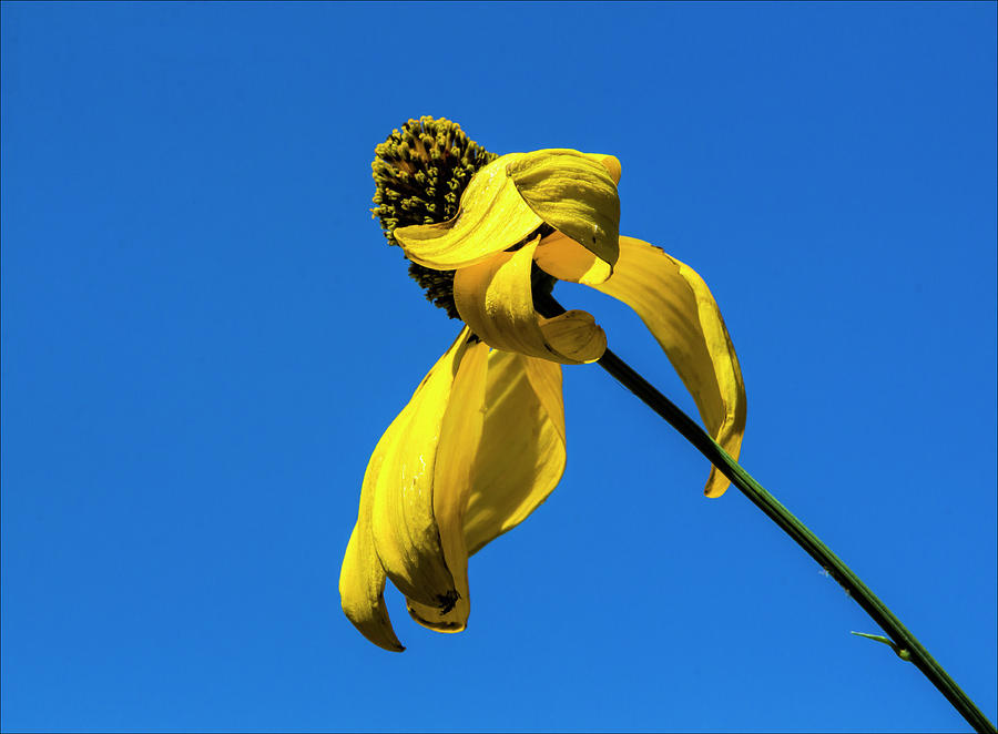 Yellow Flower Blue Sky Photograph by Robert Ullmann