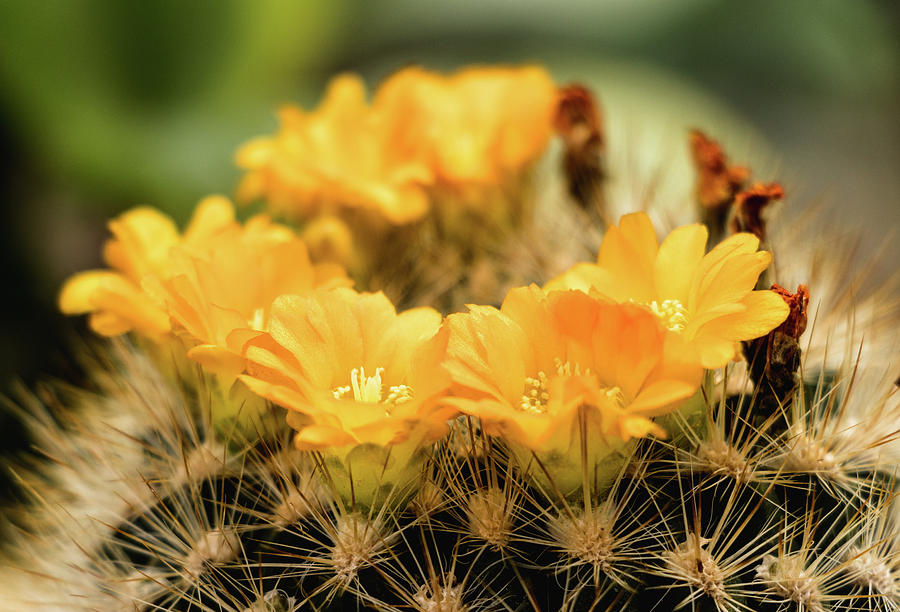 Yellow Flower - Cactus Parodia Chrysacanthion  Photograph by Cristina Stefan