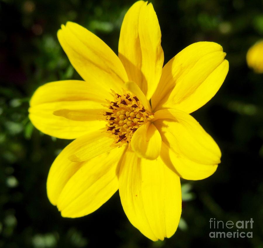 Yellow flower Photograph by CAC Graphics