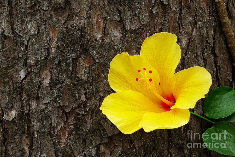 Fall Photograph - Yellow flower by Carlos Caetano