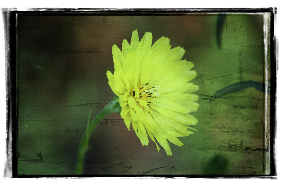 Daisy Photograph - Yellow Flower by Cathy Harper