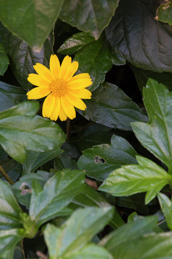 Yellow Flower Photograph by David Drew