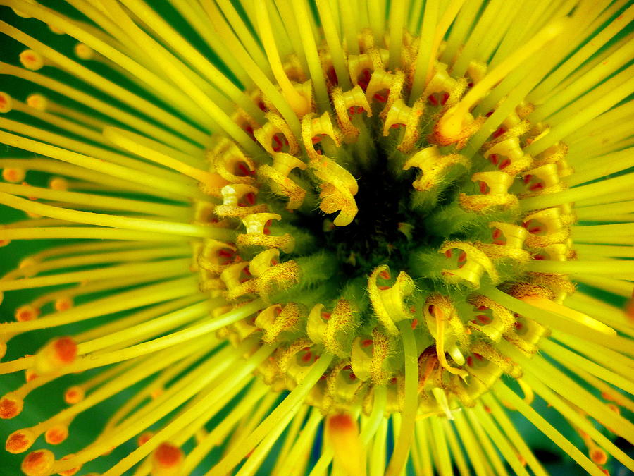 Flowers Still Life Photograph - Yellow Flower by Dianne Pettingell