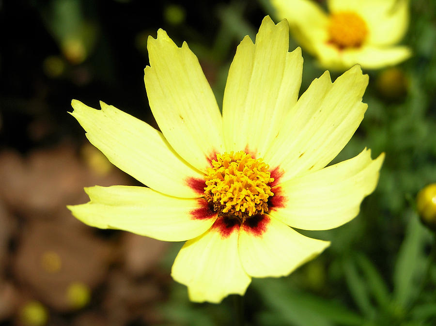 Yellow Flower Photograph by Dustin K Ryan