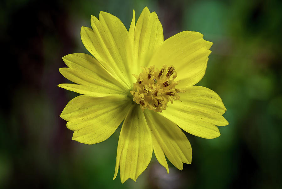 Yellow Flower Photograph by Ed Clark
