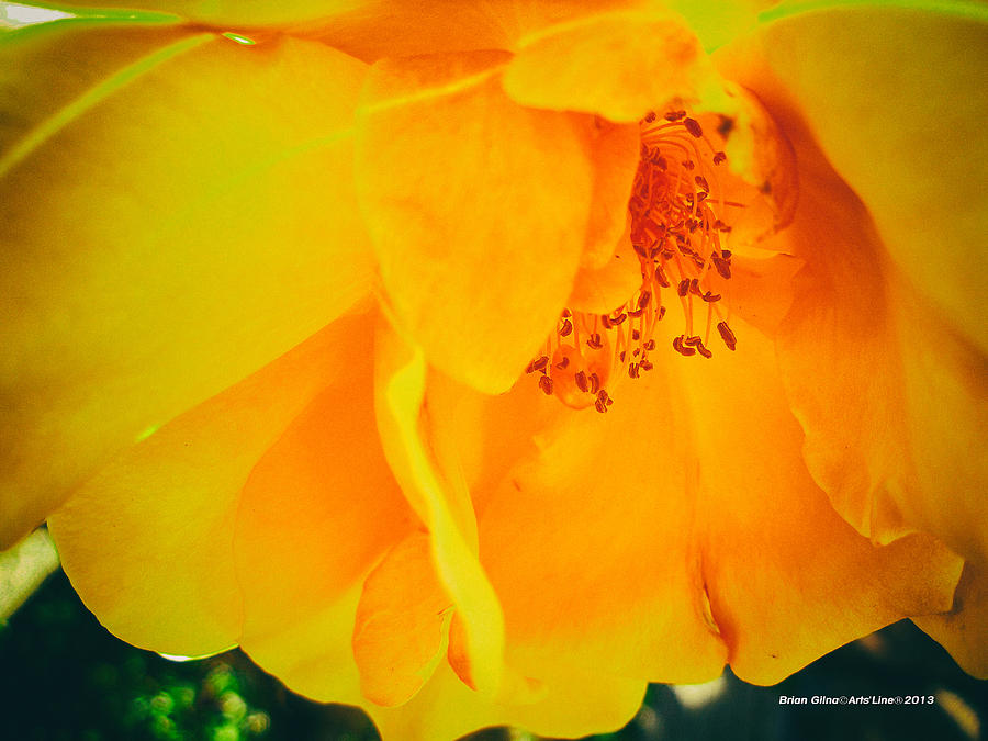 Yellow Flower Enhanced Digital Art by Brian Gilna