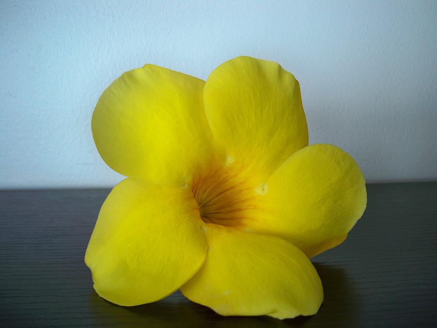 Yellow flower from Salinas Photograph by Nancy Graham