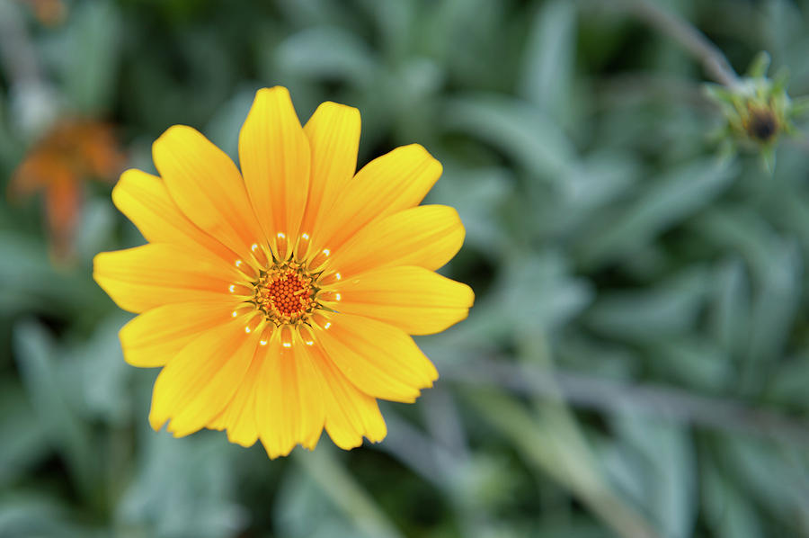 Yellow Flower Photograph by Helen Jackson