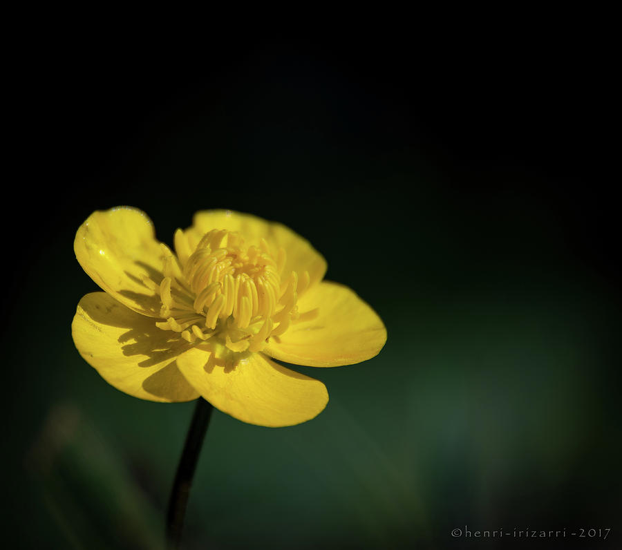 Yellow Flower Photograph by Henri Irizarri