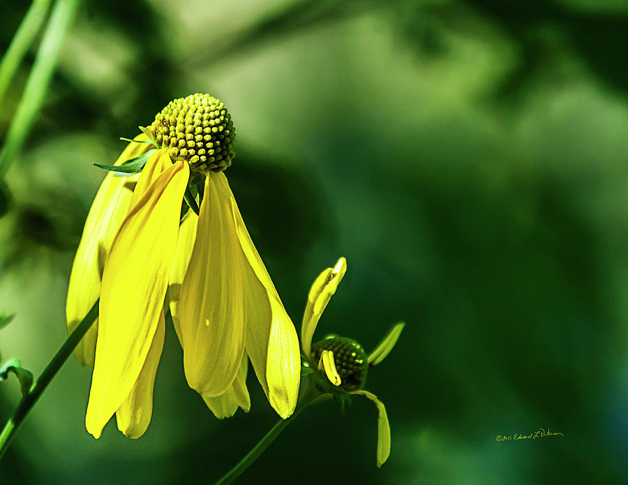 Yellow Flower In Late Summer Photograph by Ed Peterson