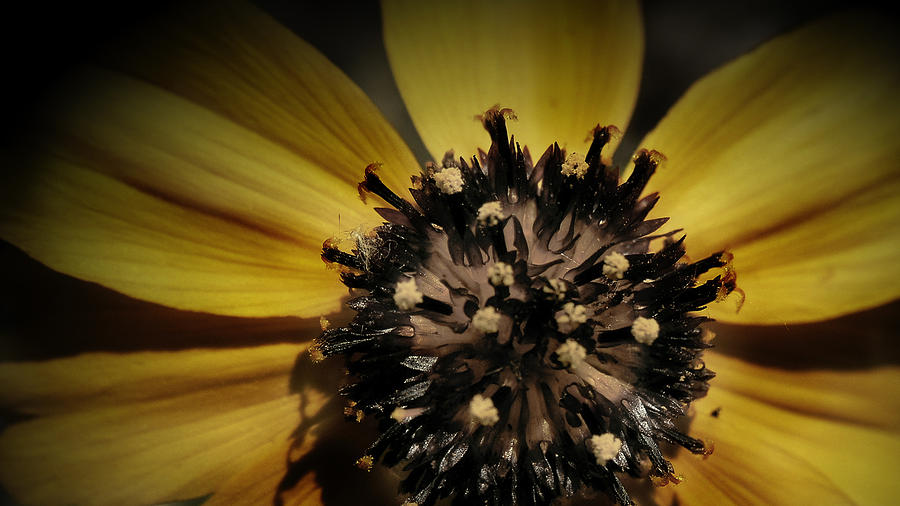 Yellow Flower in Texass Photograph by Karen Musick