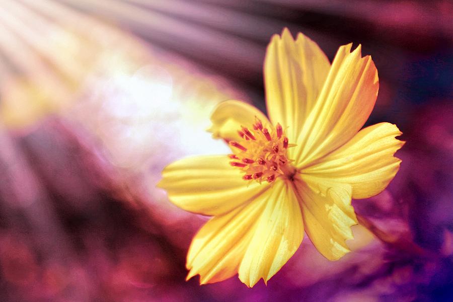 Yellow Flower in the light Photograph by Lilia S