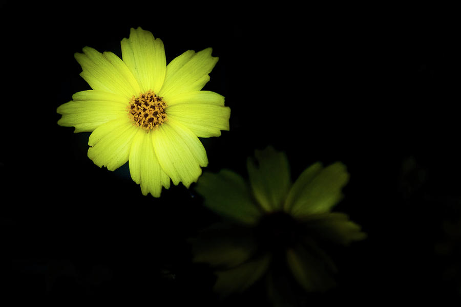 Yellow Flower Photograph by Jay Stockhaus
