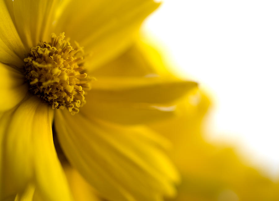 Flower Photograph - Yellow Flower by Jessica Wakefield Flower Photograph - Yellow Flower by Jessica Wakefield