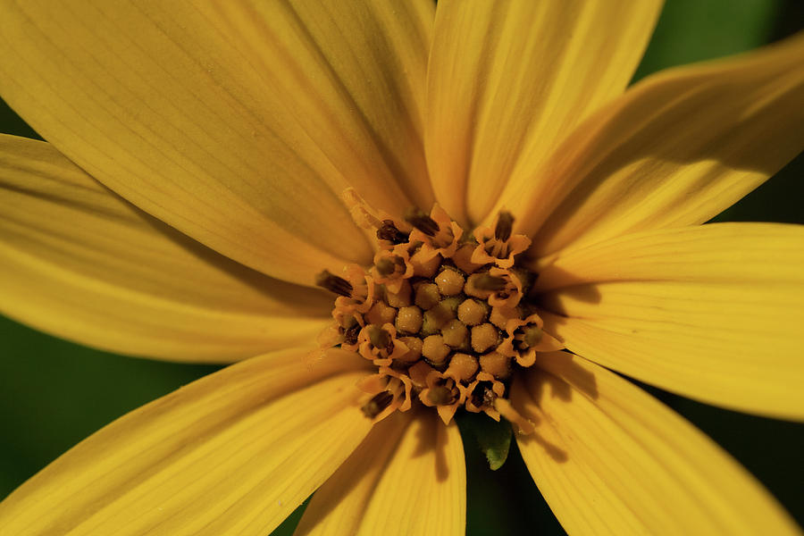 Yellow Flower Photograph by Joseph Skalny Yellow Flower Photograph by Joseph Skalny