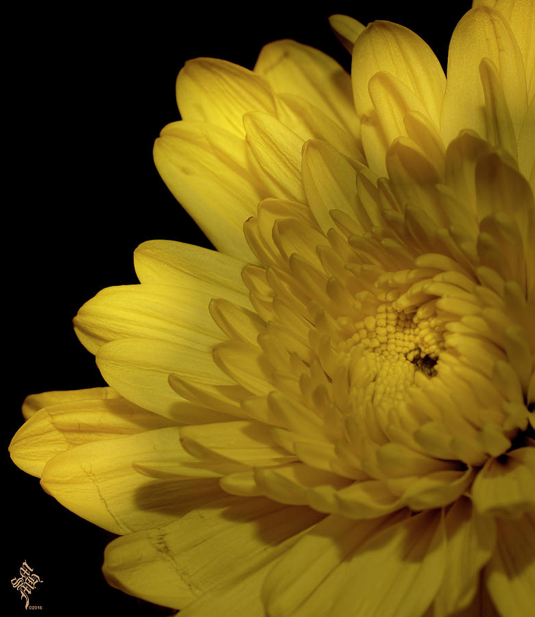 Yellow Flower Low Key Photograph by Syed Muhammad Munir ul Haq