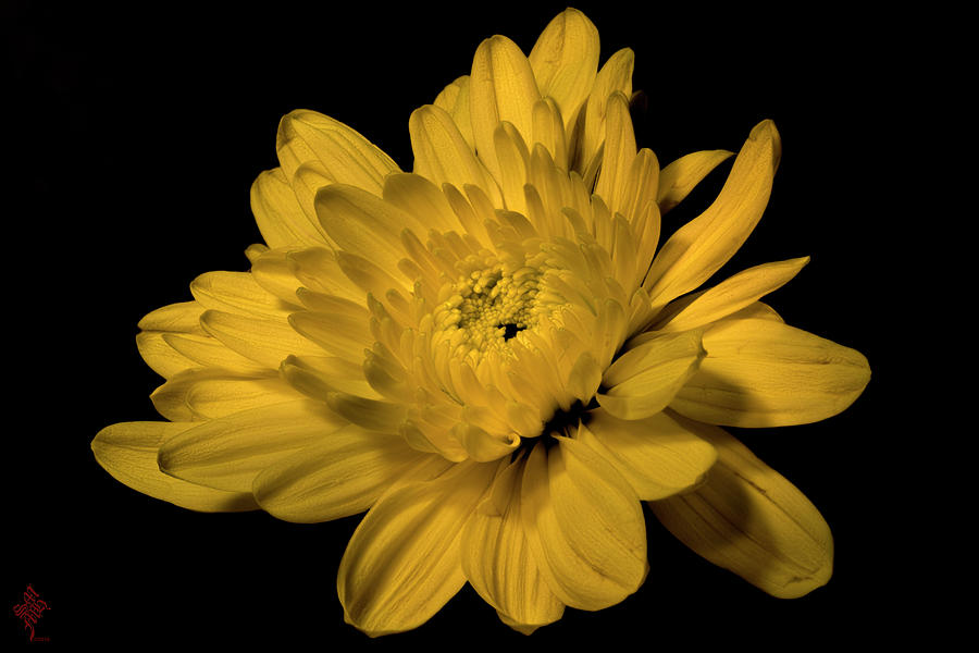Yellow Flower Low Key X Photograph by Syed Muhammad Munir ul Haq