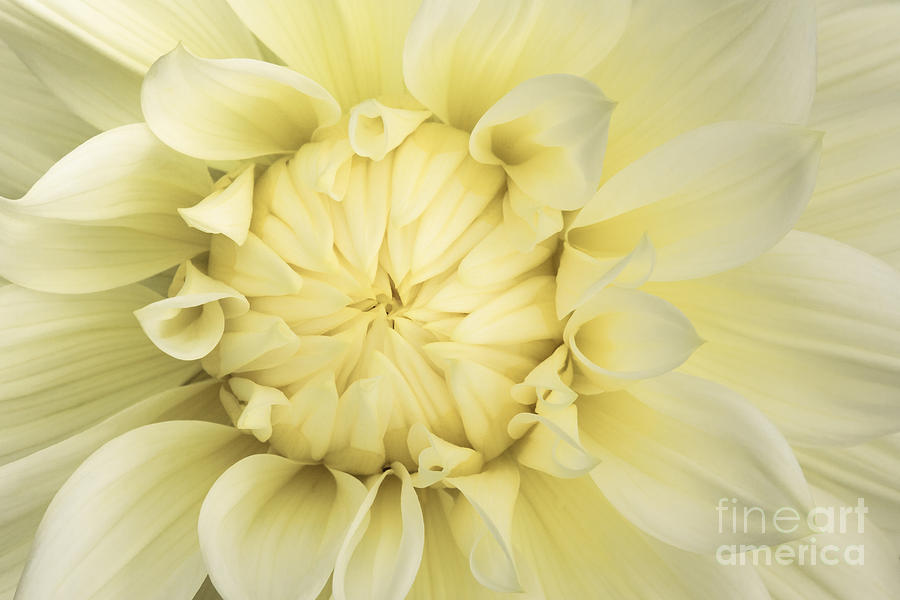 Flowers Still Life Photograph - Yellow Flower  by Lucid Mood