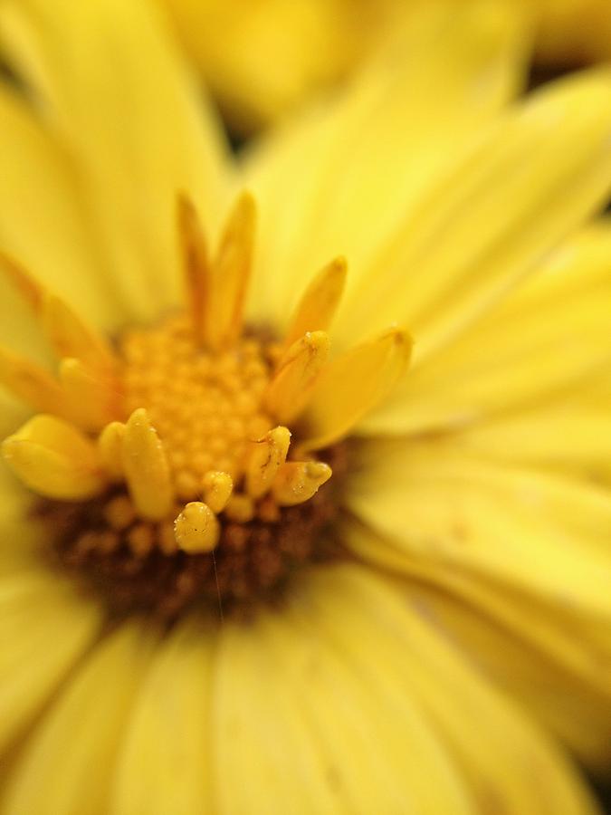 Yellow flower Macro 1 Photograph by Andrew Rhine