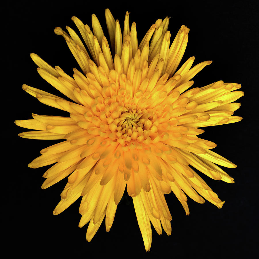 Yellow Flower Macro Photograph by Allin Sorenson