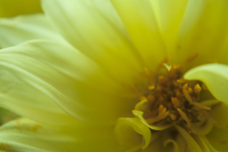 Yellow Flower Macro Photograph