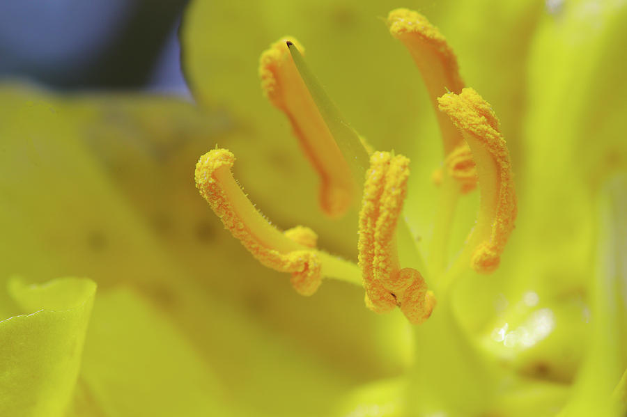 Yellow flower macro Photograph by Paul Cowan