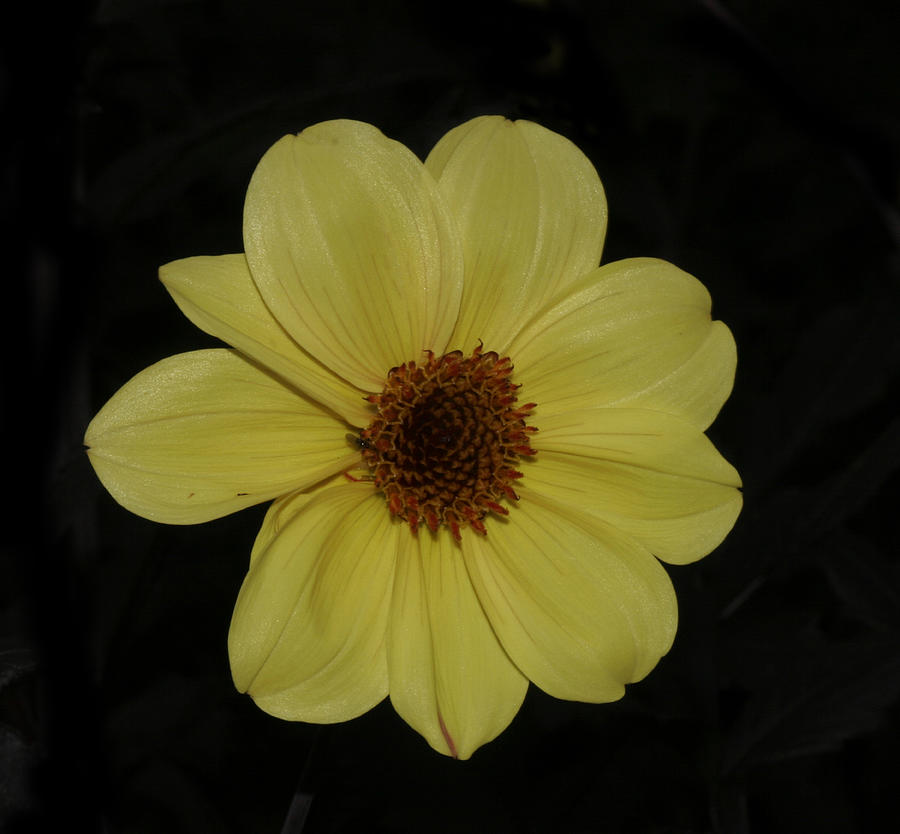 yellow Flower Photograph by Masami Iida
