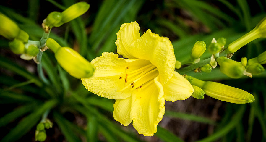 Yellow Flower Photograph by Mike Dunn
