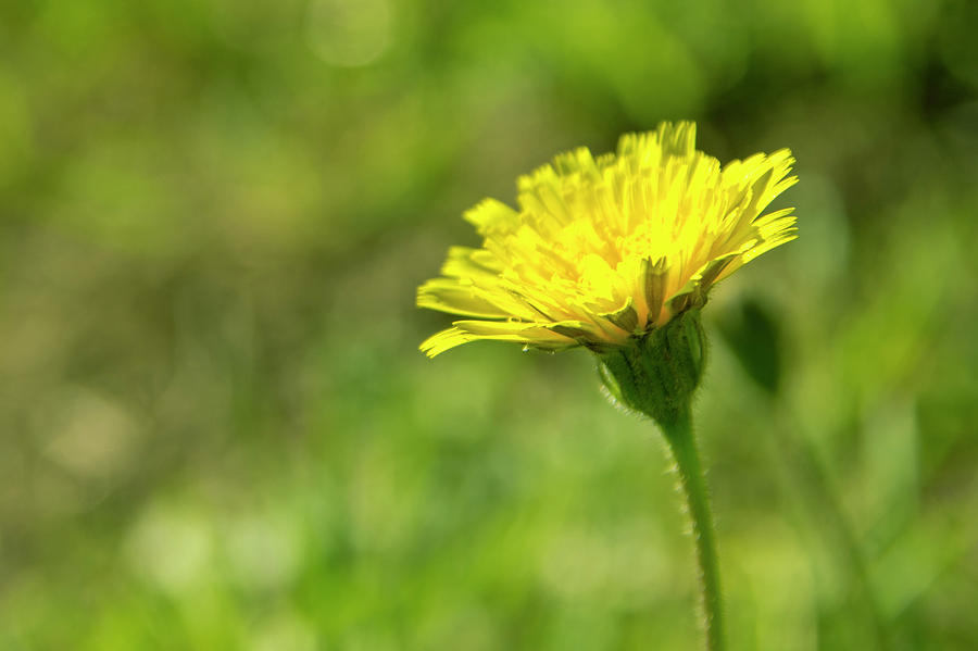 Flower Photograph - Yellow Flower by Nikos Stavrakas Flower Photograph - Yellow Flower by Nikos Stavrakas