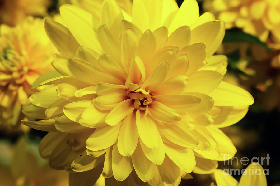 Yellow Flower Photograph by Nina Ficur Feenan