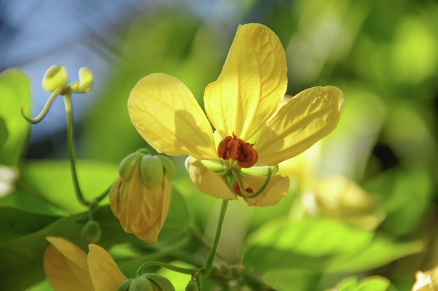 Yellow Flower of Cassia Glauca Photograph by Jenny Rainbow
