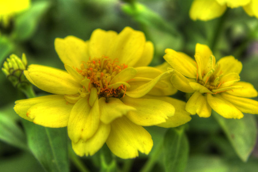Yellow Flower painting.   Photograph by FineArtRoyal Joshua Mimbs