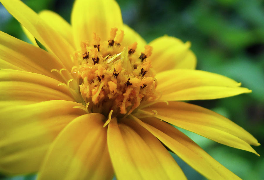 Yellow Flower Photograph by R Scott Duncan