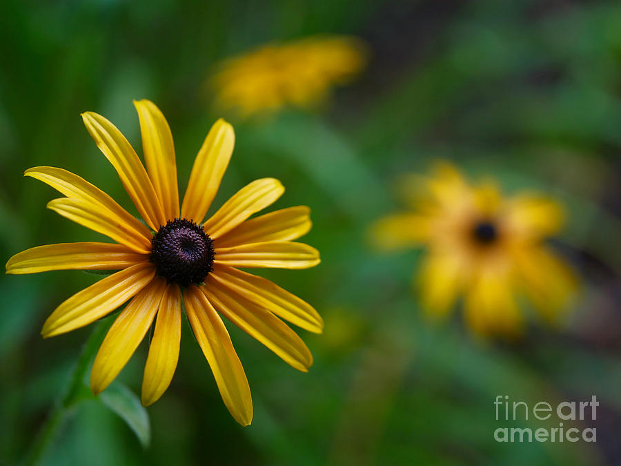 Yellow Flower Photograph by Rachel Morrison