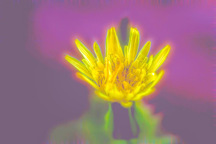 Yellow Flower Photograph by Scott Carlton