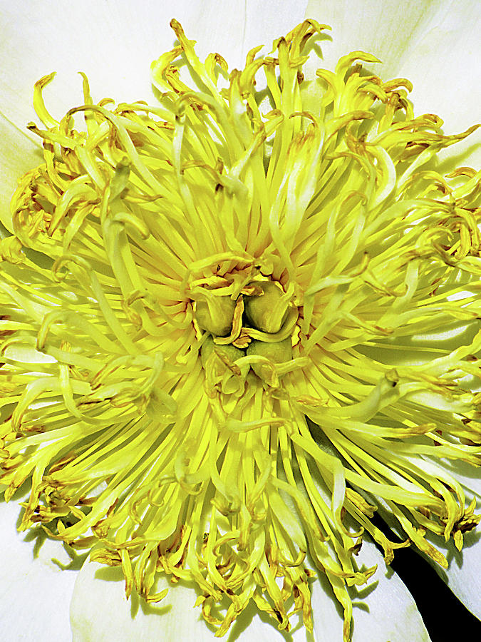 Yellow Flower Stamen Photograph by Bob Slitzan