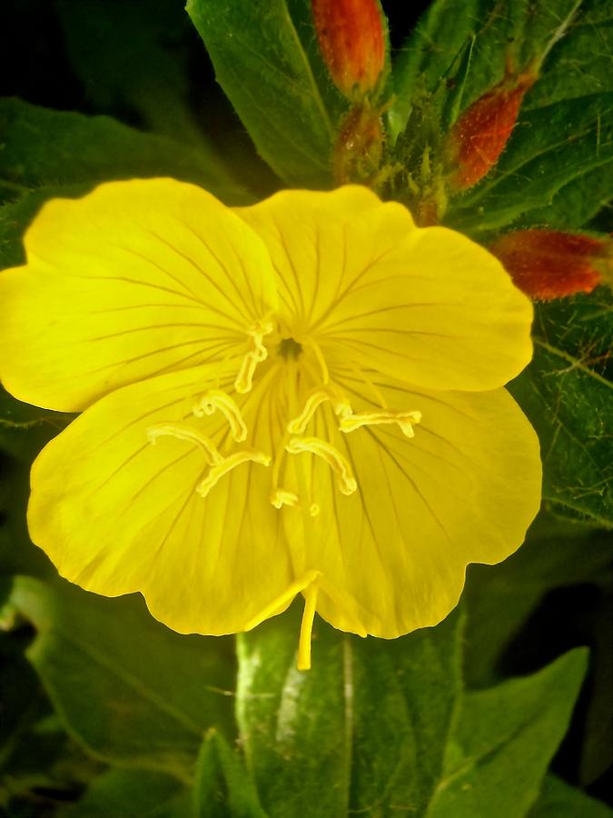 Yellow flower Photograph by Stephanie Moore