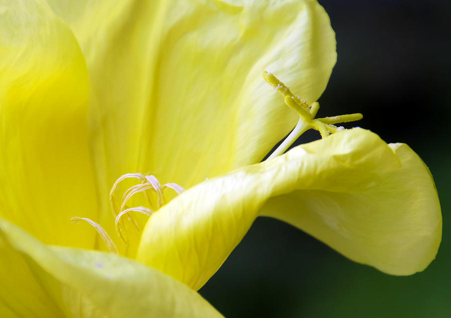 Daisy Photograph - Yellow Flower by Svetlana Sewell