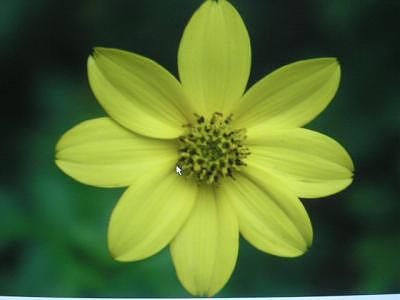 Yellow Flower Photograph - Yellow Flower by Taylor Foss Yellow Flower Photograph - Yellow Flower by Taylor Foss