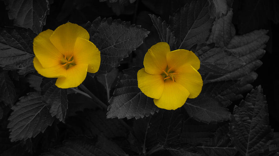 Yellow Flower Twins Delray Beach Florida Photograph by Lawrence S Richardson Jr