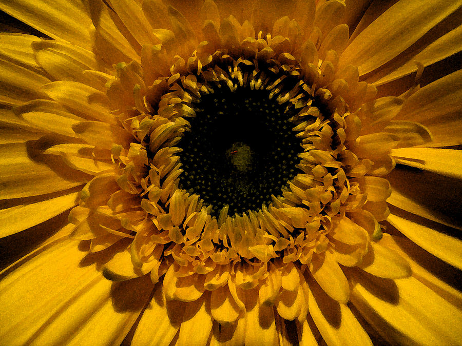 Yellow Flower with Black Center Photograph by Patricia Januszkiewicz