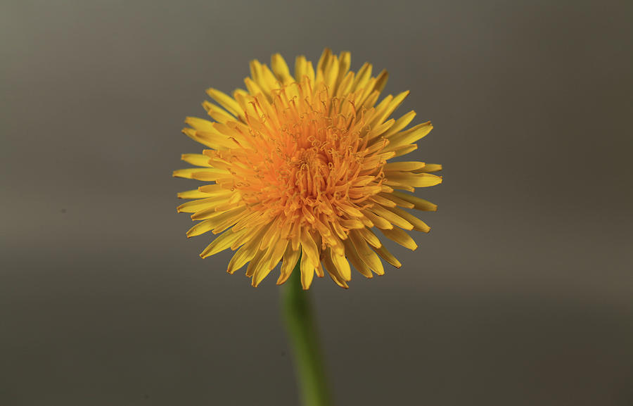 Yellow Flower with Dark Background Photograph by Bujar Jashari - Fine ...